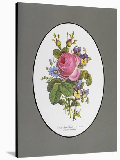 Rose Cumberland, Pansies and Cineraria-Pierre Joseph Redouté-Stretched Canvas