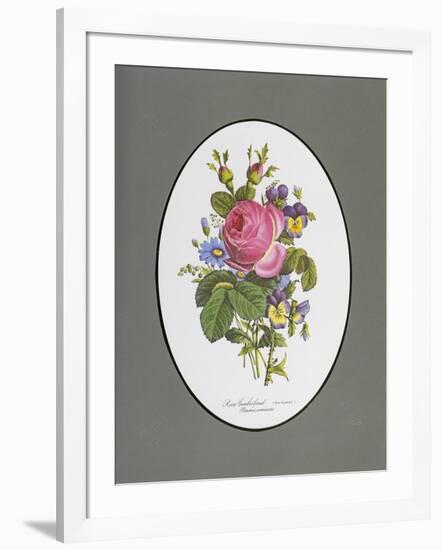 Rose Cumberland, Pansies and Cineraria-Pierre Joseph Redouté-Framed Giclee Print