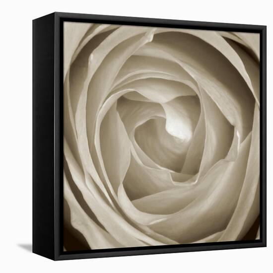 Rose Dawn II-Renee W. Stramel-Framed Stretched Canvas