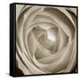 Rose Dawn II-Renee W. Stramel-Framed Stretched Canvas