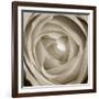 Rose Dawn II-Renee W. Stramel-Framed Art Print