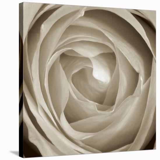 Rose Dawn II-Renee W. Stramel-Stretched Canvas