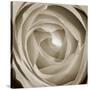 Rose Dawn II-Renee W. Stramel-Stretched Canvas