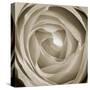 Rose Dawn II-Renee W. Stramel-Stretched Canvas