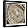 Rose Dawn II-Renee W. Stramel-Framed Art Print