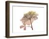 Rose Dawn-Albert Koetsier-Framed Art Print