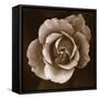 Rose - Duotone-Katano Nicole-Framed Stretched Canvas