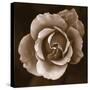 Rose - Duotone-Katano Nicole-Stretched Canvas