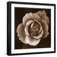 Rose - Duotone-Katano Nicole-Framed Photo