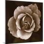 Rose - Duotone-Katano Nicole-Mounted Photo