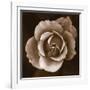 Rose - Duotone-Katano Nicole-Framed Photo