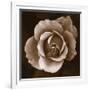 Rose - Duotone-Katano Nicole-Framed Photo