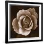 Rose - Duotone-Katano Nicole-Framed Photo