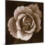 Rose - Duotone-Katano Nicole-Mounted Photo