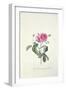 Rose: Dutch Hundred-Leaved Rose-Georg Dionysius Ehret-Framed Giclee Print