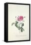 Rose: Dutch Hundred-Leaved Rose-Georg Dionysius Ehret-Framed Stretched Canvas