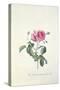 Rose: Dutch Hundred-Leaved Rose-Georg Dionysius Ehret-Stretched Canvas