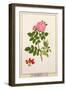 Rose: Eglanteria, 1805-Tanzio da Varallo-Framed Giclee Print