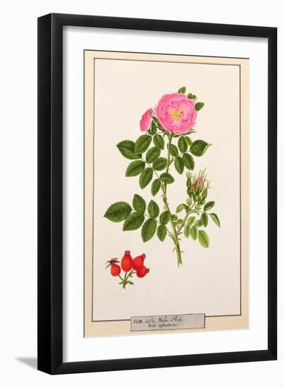 Rose: Eglanteria, 1805-Tanzio da Varallo-Framed Giclee Print