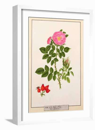 Rose: Eglanteria, 1805-Tanzio da Varallo-Framed Giclee Print