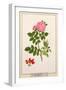 Rose: Eglanteria, 1805-Tanzio da Varallo-Framed Giclee Print