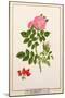 Rose: Eglanteria, 1805-Tanzio da Varallo-Mounted Giclee Print