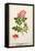 Rose: Eglanteria, 1805-Tanzio da Varallo-Framed Stretched Canvas