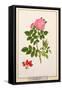 Rose: Eglanteria, 1805-Tanzio da Varallo-Framed Stretched Canvas