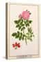 Rose: Eglanteria, 1805-Tanzio da Varallo-Stretched Canvas