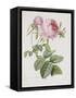 Rose, Engraved by Eustache Hyacinthe Langlois-Pierre-Joseph Redouté-Framed Stretched Canvas