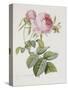 Rose, Engraved by Eustache Hyacinthe Langlois-Pierre-Joseph Redouté-Stretched Canvas