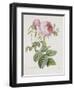 Rose, Engraved by Eustache Hyacinthe Langlois-Pierre-Joseph Redouté-Framed Giclee Print