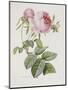 Rose, Engraved by Eustache Hyacinthe Langlois-Pierre-Joseph Redouté-Mounted Giclee Print