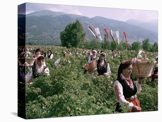 Rose Festival, Bulgaria-Adam Woolfitt-Stretched Canvas