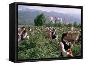 Rose Festival, Bulgaria-Adam Woolfitt-Framed Stretched Canvas