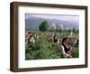 Rose Festival, Bulgaria-Adam Woolfitt-Framed Photographic Print