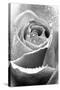 Rose Flower Close Up-null-Stretched Canvas