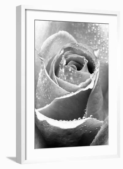 Rose Flower Close Up-null-Framed Photographic Print