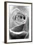 Rose Flower Close Up-null-Framed Photographic Print