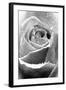 Rose Flower Close Up-null-Framed Photographic Print