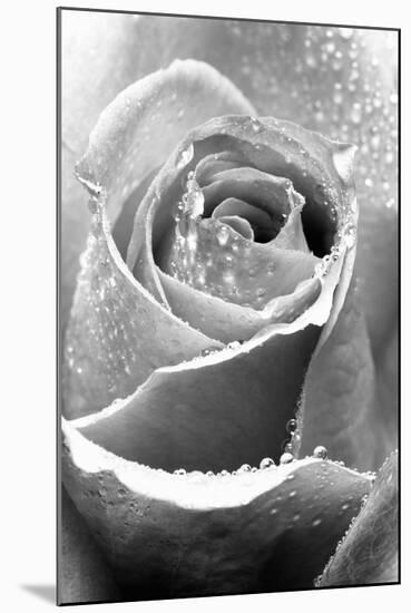 Rose Flower Close Up-null-Mounted Photographic Print