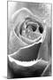Rose Flower Close Up-null-Mounted Photographic Print