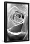 Essential Black