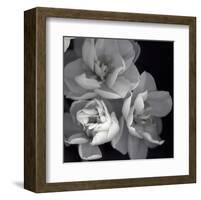 Rose for Romance I-Richard Sutton-Framed Art Print