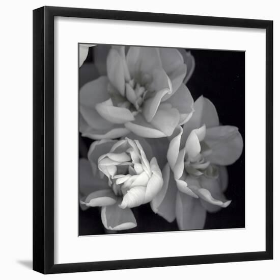 Rose for Romance I-Richard Sutton-Framed Art Print