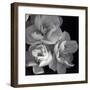 Rose for Romance I-Richard Sutton-Framed Art Print