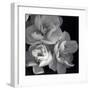 Rose for Romance I-Richard Sutton-Framed Art Print