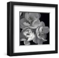 Rose for Romance I-Richard Sutton-Framed Art Print