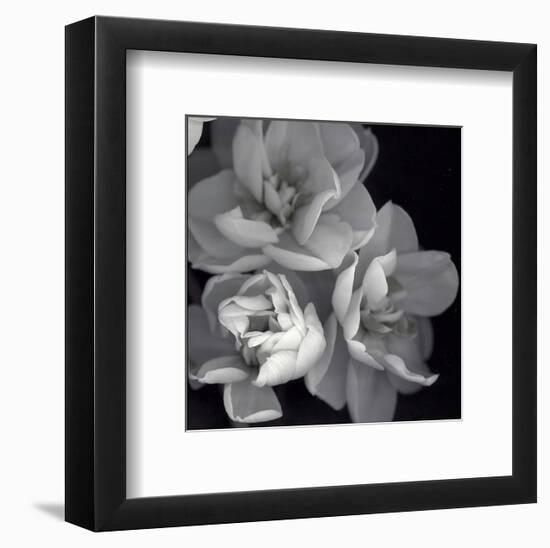 Rose for Romance I-Richard Sutton-Framed Art Print