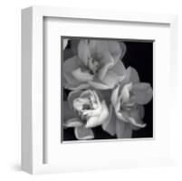 Rose for Romance I-Richard Sutton-Framed Art Print